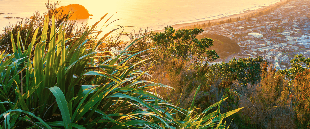 Golden-hour view of Mount Maunganui (Mauao) and Tauranga coastline with native flax — The Gold House® About page, Bay of Plenty, New Zealand
