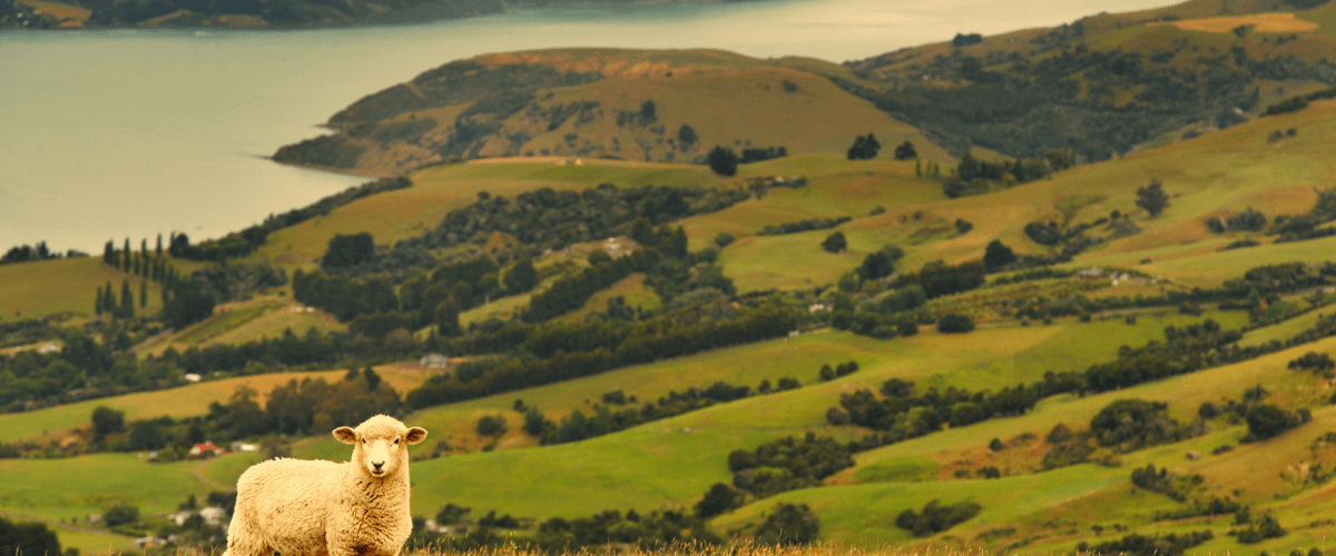 Rolling green hills and harbour outlook in the Bay of Plenty — The Gold House® gold, silver, and platinum bullion, New Zealand